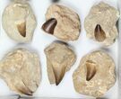 Lot: Fossil Mosasaur Teeth In Rock - Pieces #98297-2